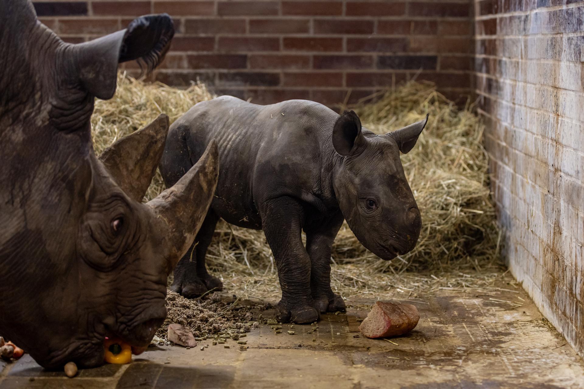 Nace Magashi, un rinoceronte negro oriental en peligro de extinción. EFE/EPA/MARTIN DIVISEK