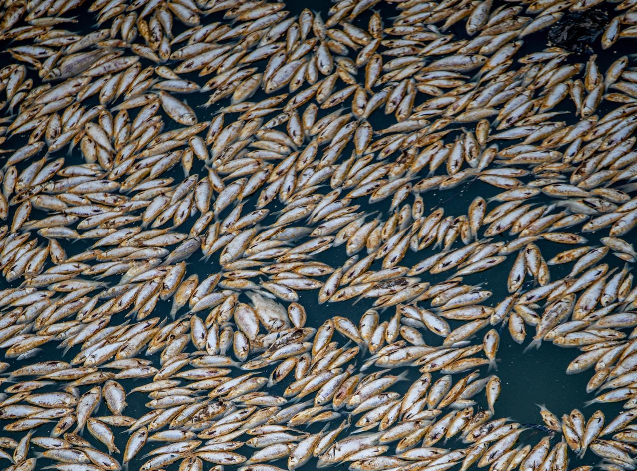 Decenas de miles de peces aparecieron muertos y cubrieron una vasta área del río Darling, cerca de la localidad de Menindee, al oeste de Sídney, tras sucumbir por la falta de oxígeno, informaron este viernes fuentes oficiales australianas. EFE/SAMARA ANDERSON - PROHIBIDO SU USO EN AUSTRALIA Y NUEVA ZELANDA -
