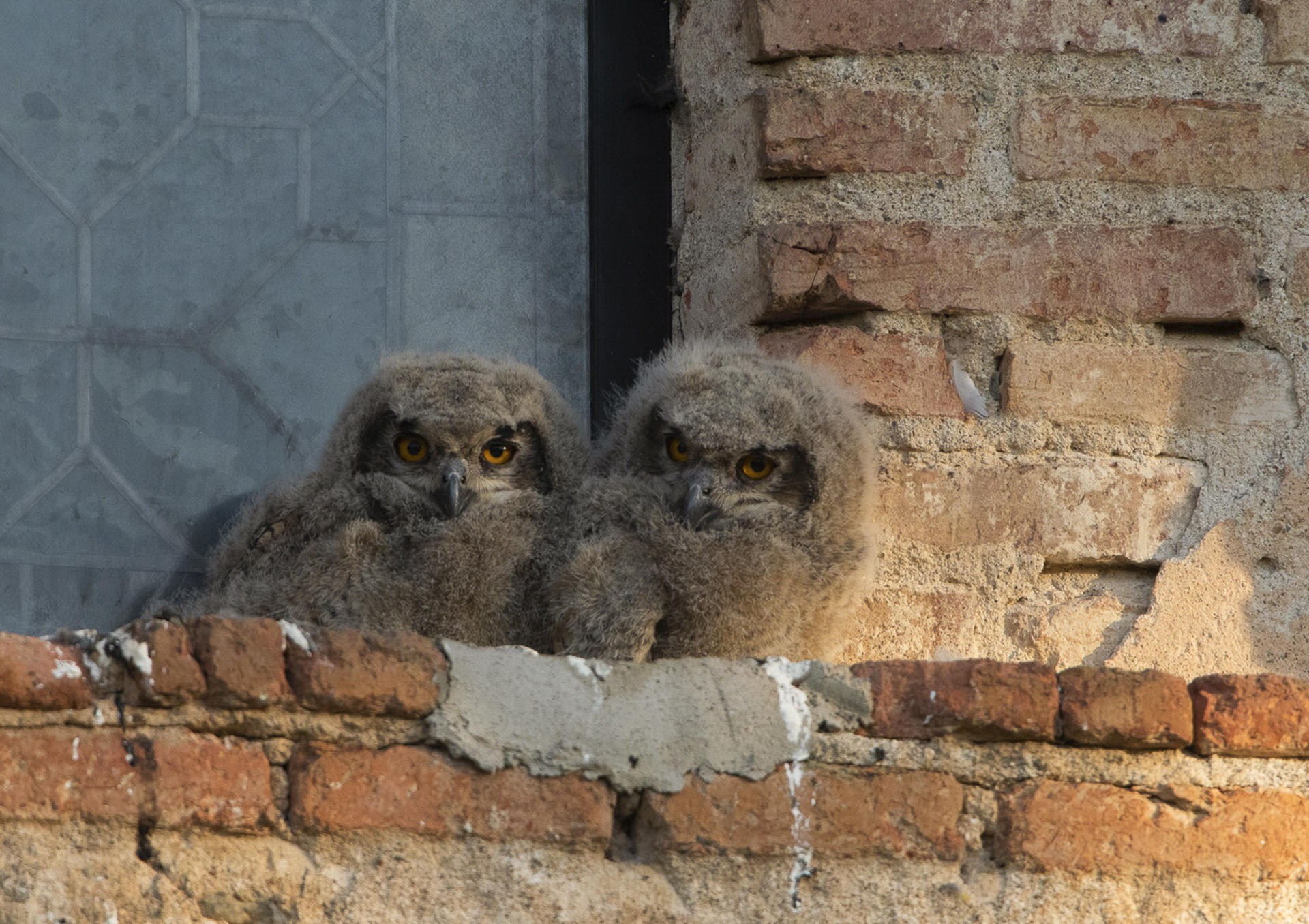 Una pareja de búhos reales se ha convertido en las últimas semanas en la atracción de los vecinos de la localidad ciudadrealeña de Abenójar, después de que estos hayan decidido criar en una repisa de una ventana de la iglesia parroquial Nuestra Señora de la Encarnación. En la foto, los pollos de buho real antes de abandonar el nido. EFE/Beldad