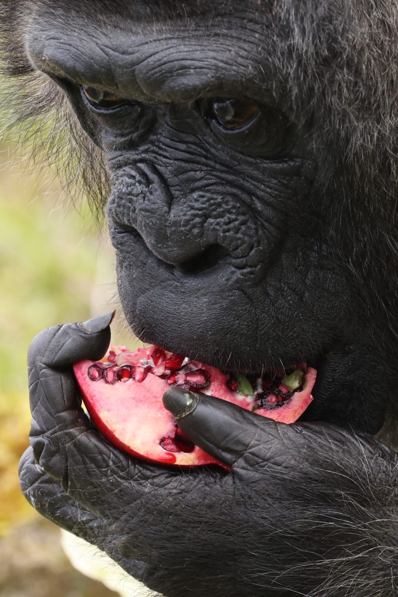  La gorila "Fatou", el ejemplar de gorila hembra a más longeva del mundo, come una granada con motivo de su 66 cumpleaños, este jueves en el Zoo de Berlín. EFE/ Clemens Bilan 