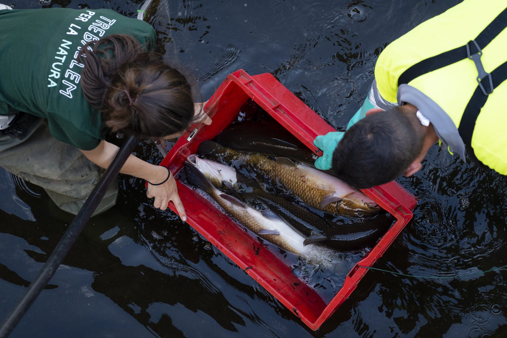 Técnicos contratados por el ayuntamiento de Girona utilizaron durante el día de hoy un método para salvar a los peces autóctonos ante la la falta de caudal del río Onyar. EFE/David Borrat.