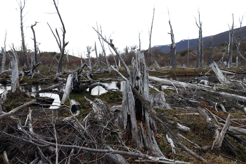 PUERTO WILLIAMS (CHILE), 23/05/2023.- Fotografía de árboles de un bosque nativo afectado por castores, el 14 de mayo 2023, en Puerto Williams (Chile). Mide sólo 75 centímetros de largo y es un entrañable icono en muchas zonas de Norteamérica, pero el castor americano está arrasando con bosques nativos del sur de Chile, contribuyendo así a la crisis climática. EFE/ Elvis González