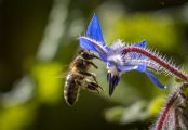 Una abeja liba de una flor en Logroño, La Rioja. EFE/Raquel Manzanares