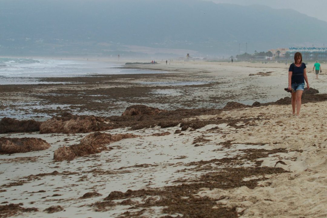 GRAF4639. TARIFA (CÁDIZ), 15/07/2019.-Operarios de la empresa Magimetran S.L. han comenzado este lunes la retirada del alga invasora "rugulopterix okamurae" de origen asiático de la playa de Los Lances en Tarifa (Cádiz). El Ayuntamiento de Tarifa ha explicado que las algas, que están llegando a otras partes del Estrecho de Gibraltar, ocupan unos 600 metros lineales de playa de Los Lances.-EFE/A.Carrasco Ragel