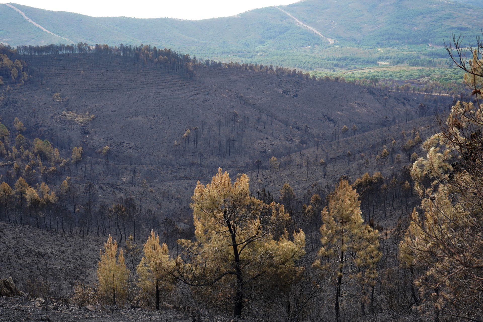 El incendio de Las Hurdes y Sierra de Gata ha quemado 10.863 hectáreas ...