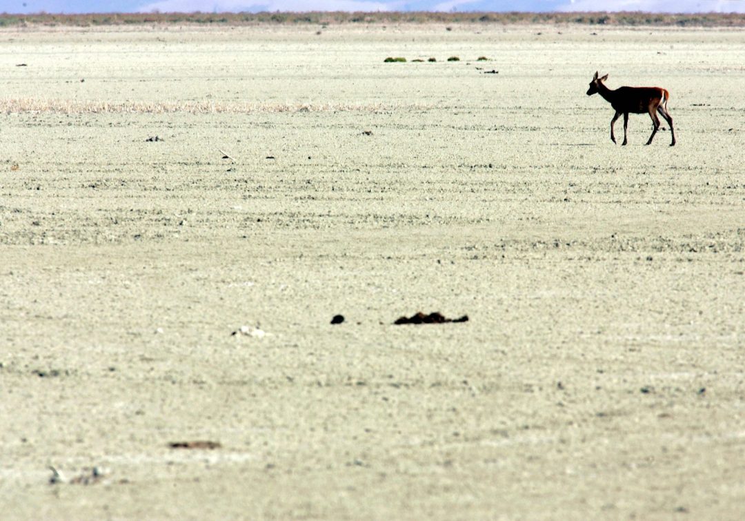 En la imagen de archivo, un ciervo joven atraviesa el Lucio del Membrillo, en la marisma del Parque Nacional de Doñana, afectada por la sequía. EFE/Chema Moya