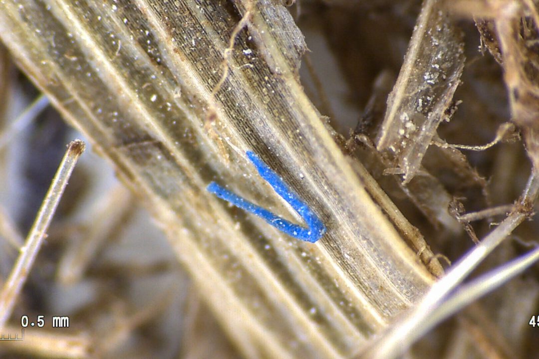 Cedida por Mongabay Latam. Uso editorial en el reportaje que se copublica