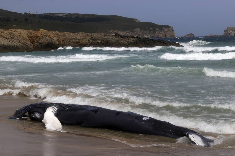 Vista de un ejemplar varado de una ballena jorobada, este martes en la playa de Marmadeiro, parroquia de Covas (Ferrol), ejemplar de unos 10 metros y especie que raras veces se avista por las costas de Galicia.- EFE/Kiko Delgado