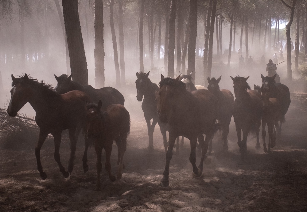 Alrededor de 1.500 cabezas de equinos en estado semisalvaje pasan delante de la ermita de El Rocío (Huelva), tras salir esta mañana de la marisma de Doñana hasta los corrales del recinto ganadero municipal de Almonte, Huerta de la Cañada, en la conocida como 'Saca de las Yeguas', una tradición ancestral que los almonteños vienen realizando desde hace más de 500 años cada 26 de junio. EFE/Julián Pérez