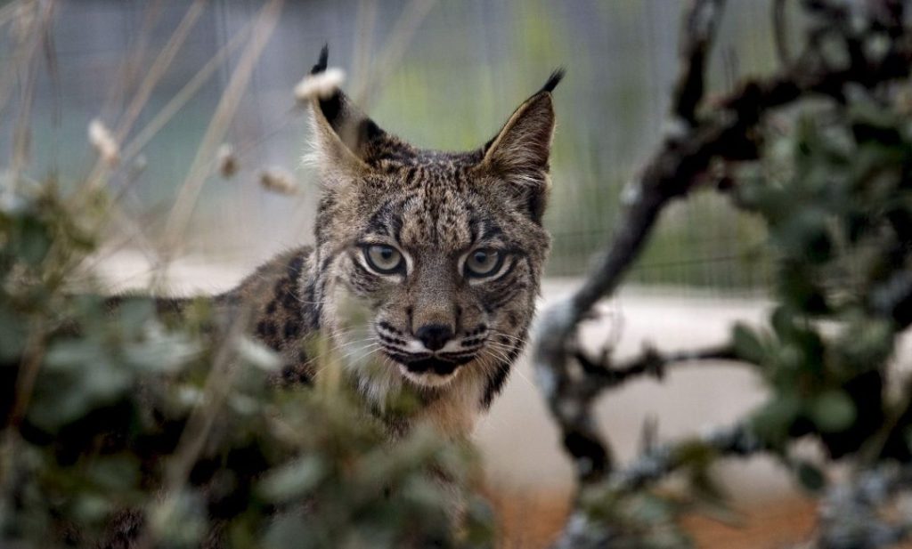 J01. SANTA ELENA (JAÉN), 12/11/08.- Un lince en cautividad en el centro de cria de La Olivilla (Jaén). La buena tasa de reproducción del programa de cría en cautividad del lince ibérico, que este año ha logrado la cifra récord de trece cachorros supervivientes, ha permitido llenar este otoño los centros de cría de El Acebuche (Doñana), La Olivilla (Jaén) y el zoológico de Jerez de la Frontera. EFE/Jose Manuel Vidal