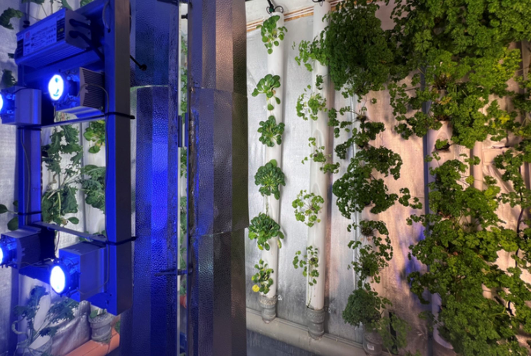 ista de cultivos hidropónicos verticales donde se cosechan lechugas gracias al calor generado por los servidores, proyecto de ICE en colaboracion con Containing Greens. ICE Data Center, Lulea, Suecia. Marina Otero