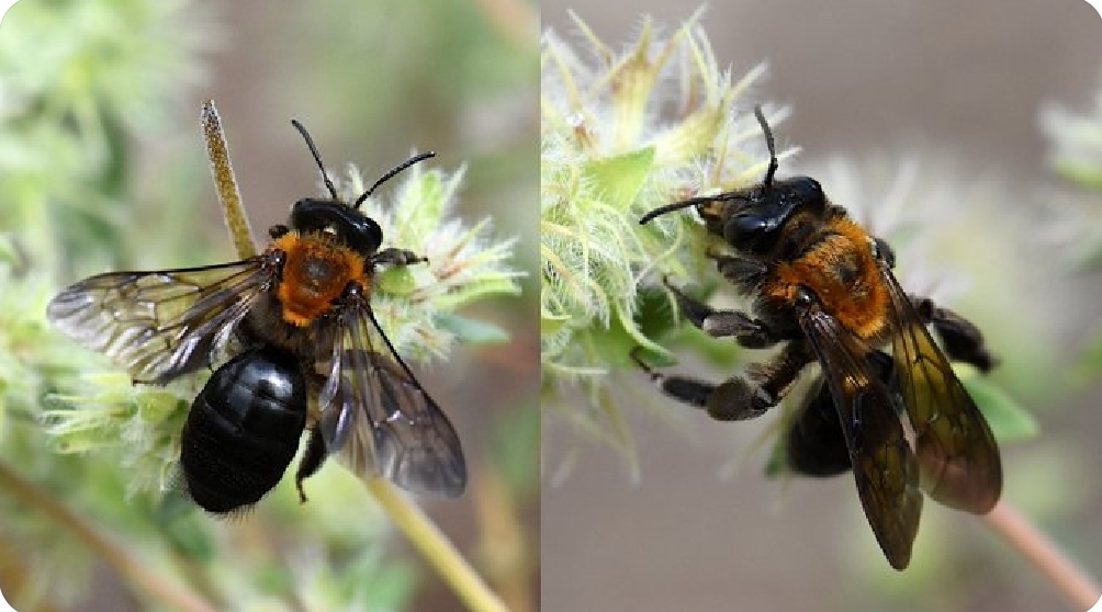 : Andrena thoracica se encuentra entre las especies europeas más grandes de su género, pero en la región de Cazorla es mucho más pequeña ahora (rango 100-130 mg) que en 1990-1995 (130-180 mg). La reducción de tamaño en respuesta al calentamiento climático ha sido mayor entre estas abejas de gran tamaño. Cedida por Carlos Herrera (EBD/CSIC)