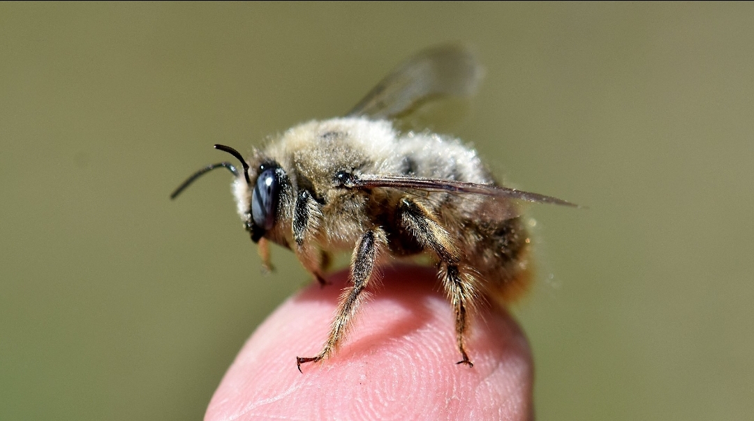 Este macho de Xylocopa cantabrita pesó esta mañana 194 mg, muy lejos de los 300-450 mg que eran habituales hace 30 años. La mayoría de las abejas silvestres en el área de Cazorla también se están "reduciendo", en paralelo al fuerte calentamiento climático en la región. Carlos Herrera (EBD/CSIC)
