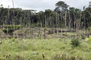 Fotografía de archivo de una zona de selva amazónica deforestada, en San José del Guaviare (Colombia). EFE/Mauricio Dueñas