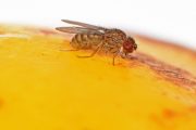 Un grupo de investigadores han identificado los genes por los que, si se activan o desactivan, la mosca de fruta puede reproducirse sin necesidad de machos. Crédito: Jose Casal and Peter Lawrence