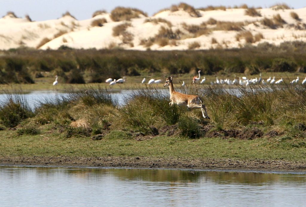 Imagen de archivo de la laguna de Santa Olalla, en pleno corazón de Doñana. EFE/Eduardo Abad