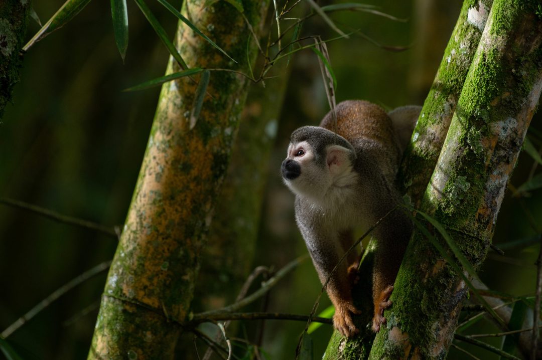 Un mono ardilla en la Reserva de la Biosfera Yasuní. Este domingo 20 de agosto tendrá lugar un referéndum para decidir si la explotación petrolífera en el Parque Nacional Yasuní debe continuar o prohibirse (Imagen: Flor Ruiz / Diálogo Chino)