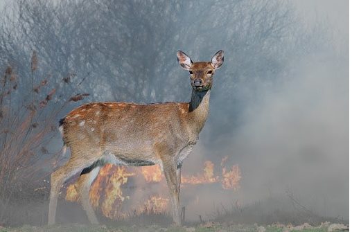 Federación FAUNA