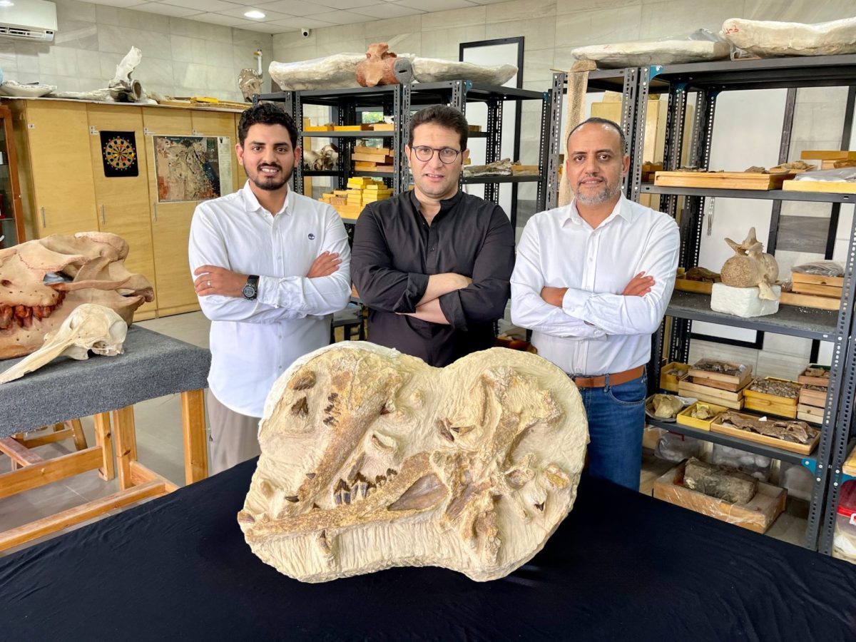 Los paleontólogos egipcios Abdullah Gohar, Mohamed Sameh y Hesham Sallam (desde la izquierda) junto a los fósiles del ejemplar de la ballena basilosáurida recién identificada, "Tutcetus rayanensis". Crédito: Hesham Sallam, del Centro de Paleontología de Vertebrados de la Universidad de Mansoura