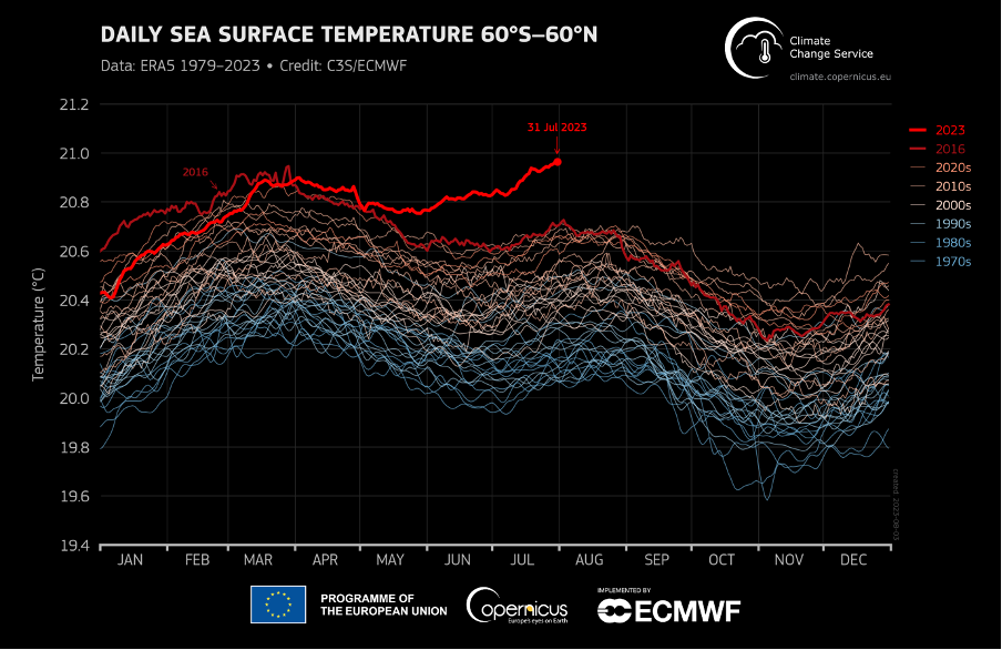 Temperatura global diaria de la superficie del mar (°C) promediada en el dominio 60°S–60°N trazada como una serie de tiempo para cada año desde el 1 de enero de 1979 hasta el 31 de julio de 2023. Los años 2023 y 2016 se muestran con líneas gruesas sombreadas en brillante rojo y rojo oscuro, respectivamente. Otros años se muestran con líneas finas y sombreados según la década, desde azul (década de 1970) hasta rojo ladrillo (década de 2020). Datos: ERA5. Crédito: C3S/CEPMP.