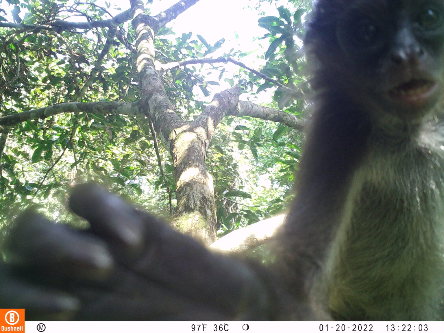 Mono araña café (Ateles hybridus) captado en cámara trampa en el Magdalena Medio. Foto: Proyecto Primates.