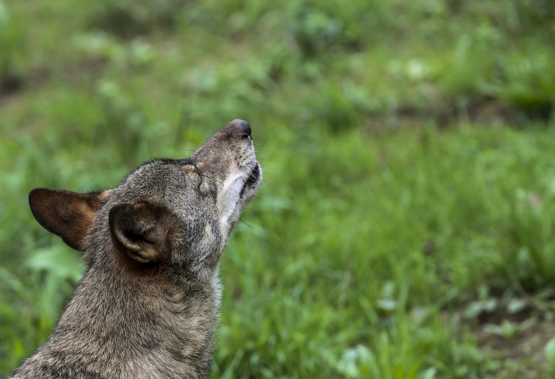 En la imagen de archivo, un lobo Ibérico. EFE/ J.L.Cereijido