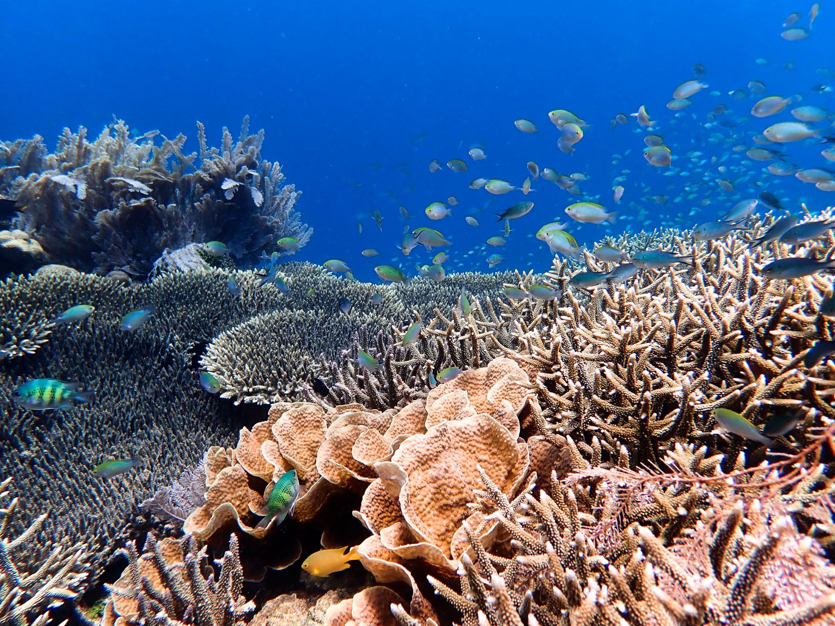 Arrecife de coral en Indonesia. Crédito: Tim Lamont, Universidad de Lancaster.