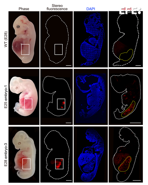 Células renales humanizadas (fluorescencia roja) dentro del embrión en comparación con otro enteramente porcino. Crédito: Wang, Xie, Li, Li, and Zhang et al./Cell Stem Cell