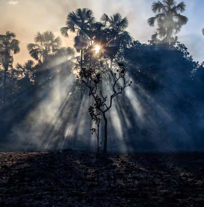 Informe de la Alianza Cero Deforestación.
