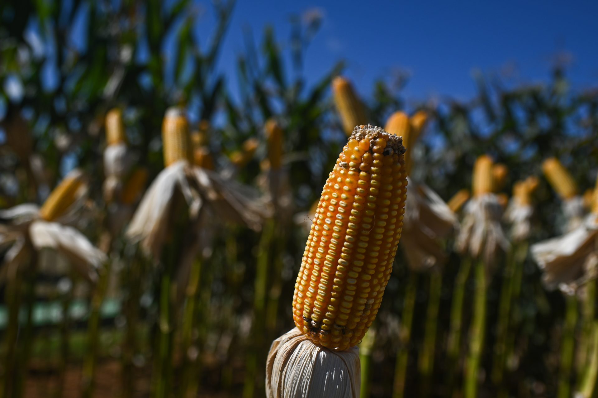 AME2159. BRASILIA (BRASIL), 26/05/2023.- Fotografía de una plantación de maíz durante la feria de industria agrícola y ganadera 'Agro Brasilia', hoy, en zona rural de Brasilia (Brasil). EFE/ Andre Borges