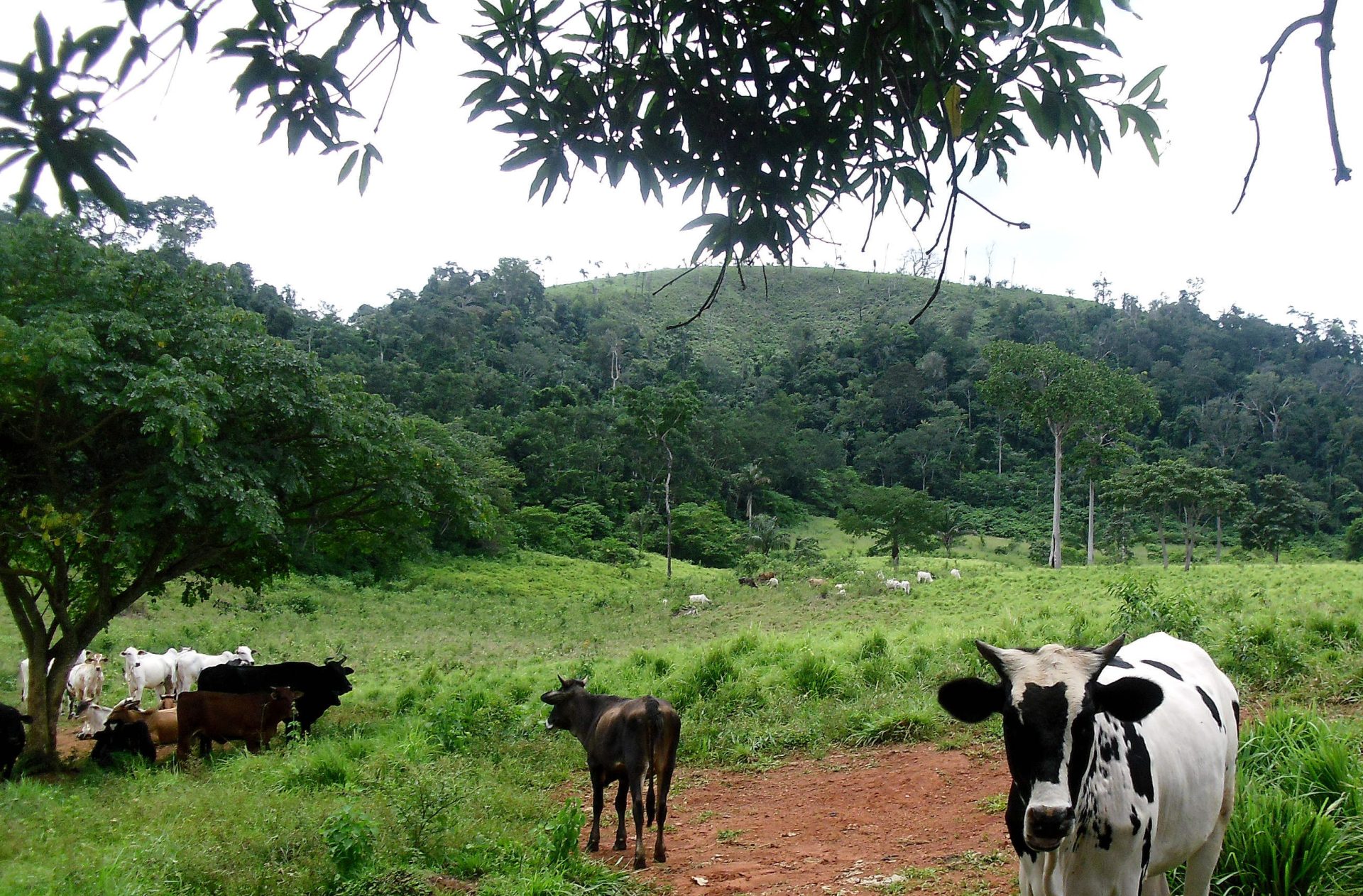 Fotografía de archivo de marzo de 2012, en la que se observa ganado pastando en Sao Félix do Xingú, un municipio de la Amazonía brasileña célebre por ser el mayor destructor de la principal selva tropical del mundo, que se ha reconvertido a la conservación y al desarrollo sostenible. EFE/ Carlos Moreno/Archivo