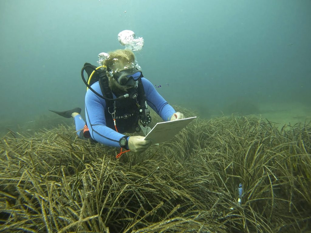 Una pradera de posidonia oceánica en el Puerto de Sóller. EFE/Cati Cladera