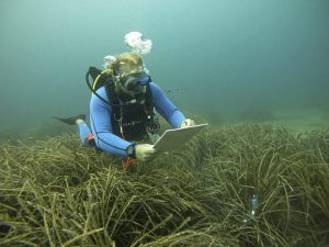 Una pradera de posidonia oceánica en el Puerto de Sóller. EFE/Cati Cladera