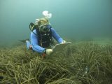 Una pradera de posidonia oceánica en el Puerto de Sóller. EFE/Cati Cladera
