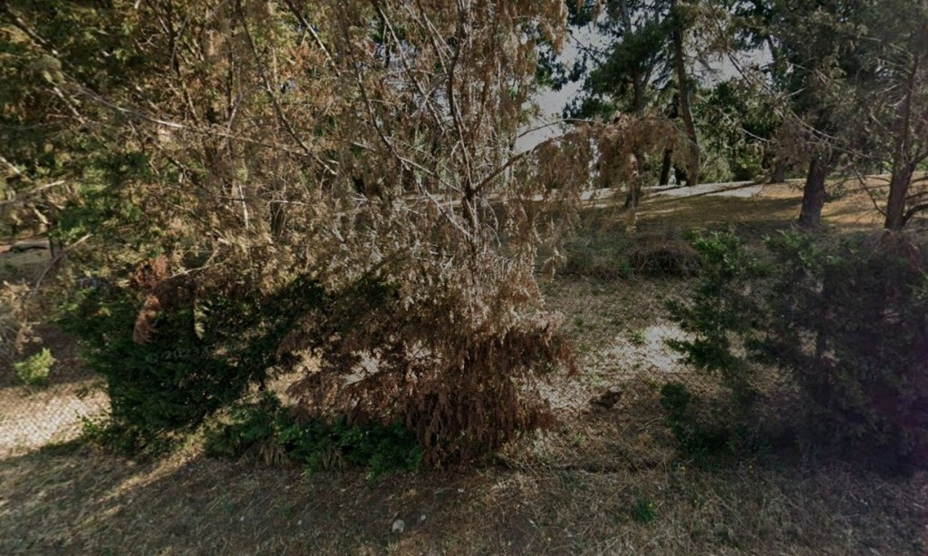 Imagen de unos ejemplares afectados en la M30 de Madrid. EFE