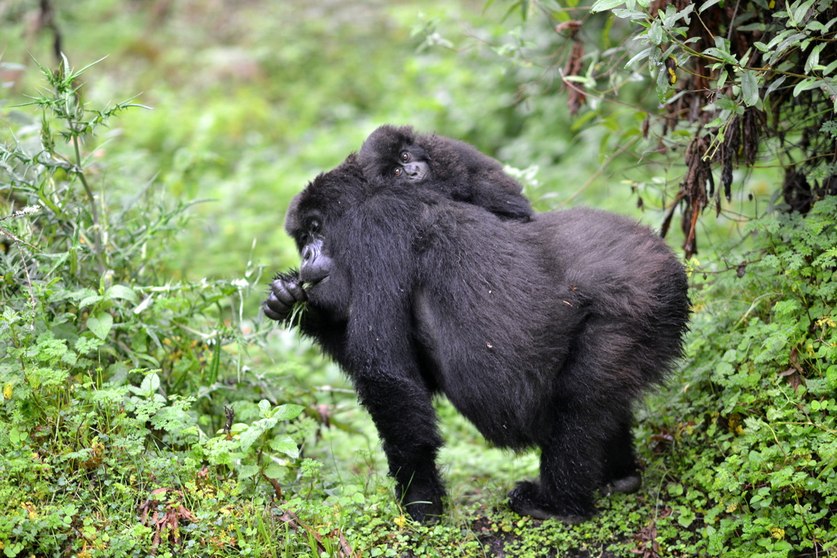 PARQUE NACIONAL DE LOS VOLCANES (RUANDA), 06/10/2023.- Una gorila de montaña (Gorilla beringei beringei ), subespecie de gorila oriental en peligro de extinción, carga con su cría mientras come de la vegetación del Parque Nacional de los Volcanes, Ruanda. Dos investigadores españoles, uno de ellos de la UB, participan en un estudio para mejorar el conocimiento de los gorilas de montaña de África y contribuir a su conservación, en el que se analizan muestras dentales de individuos fallecidos para determinar el estado actual de su población y saber cómo son capaces de adaptarse a los cambios de dieta causados por la crisis climática. EFE/ Universidad De Alicante SOLO USO EDITORIAL/ SOLO USO PERMITIDO PARA ILUSTRAR LA NOTICIA QUE ACOMPAÑA/ (CRÉDITO OBLIGATORIO)