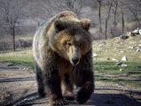 Imagen de archivo de un oso pardo. EFE/Manuel Moncada