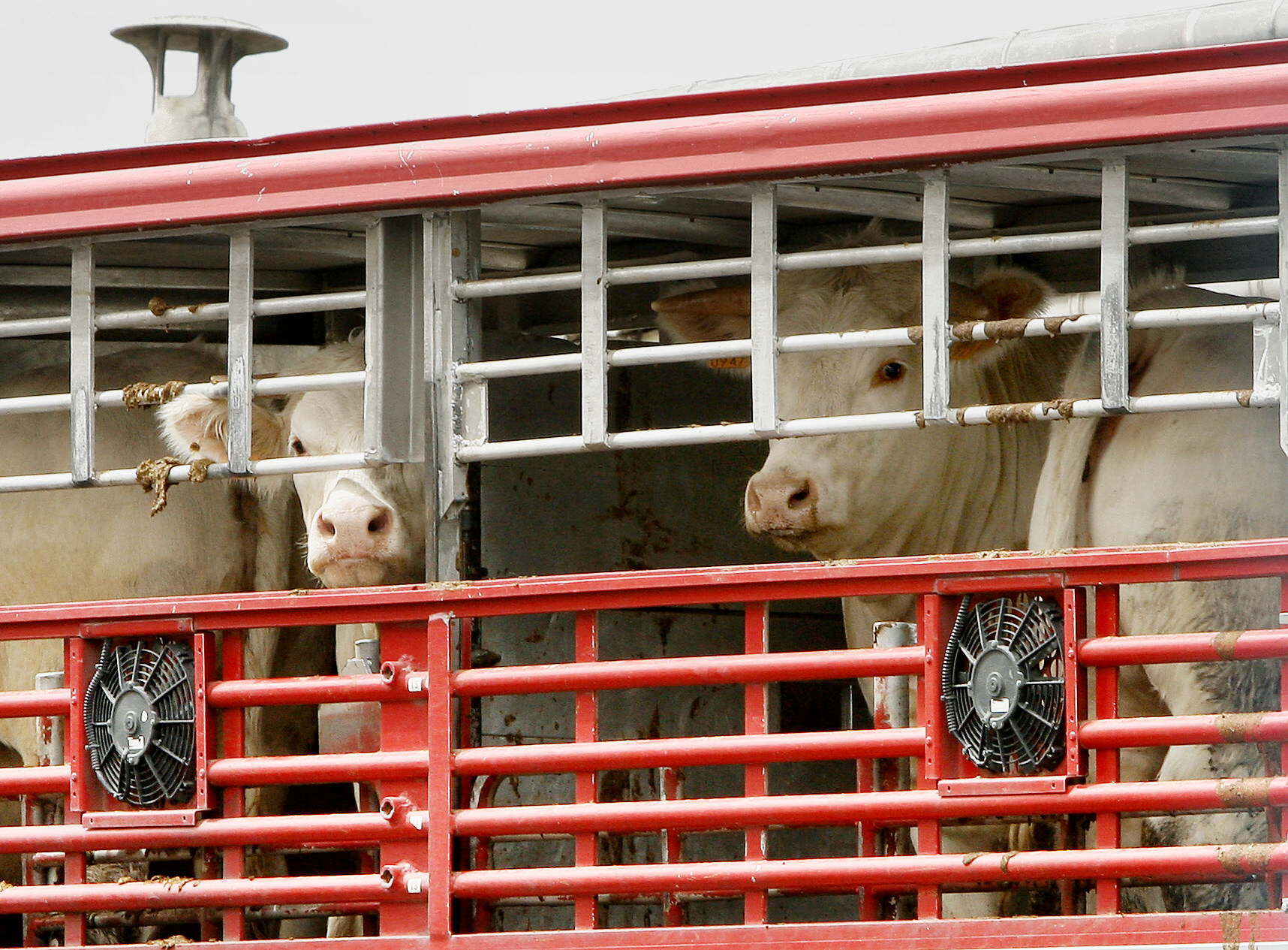 Dos vacas en un camión de transporte de ganado. EFE/VILLAR LÓPEZ.