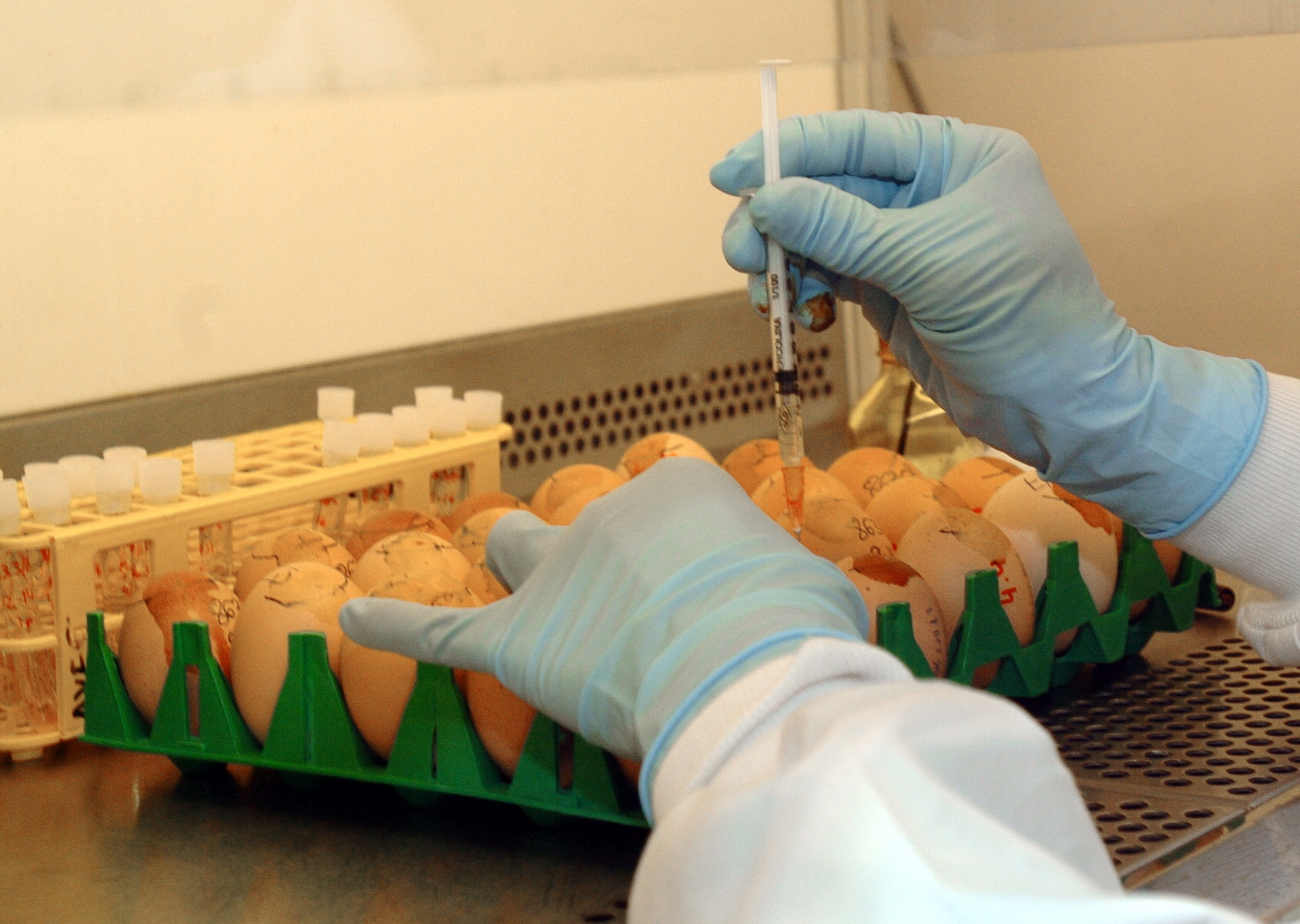 En la imagen de archivo, inoculación de una muestra biológica de posible gripe aviar. EFE/Gustavo Cuevas