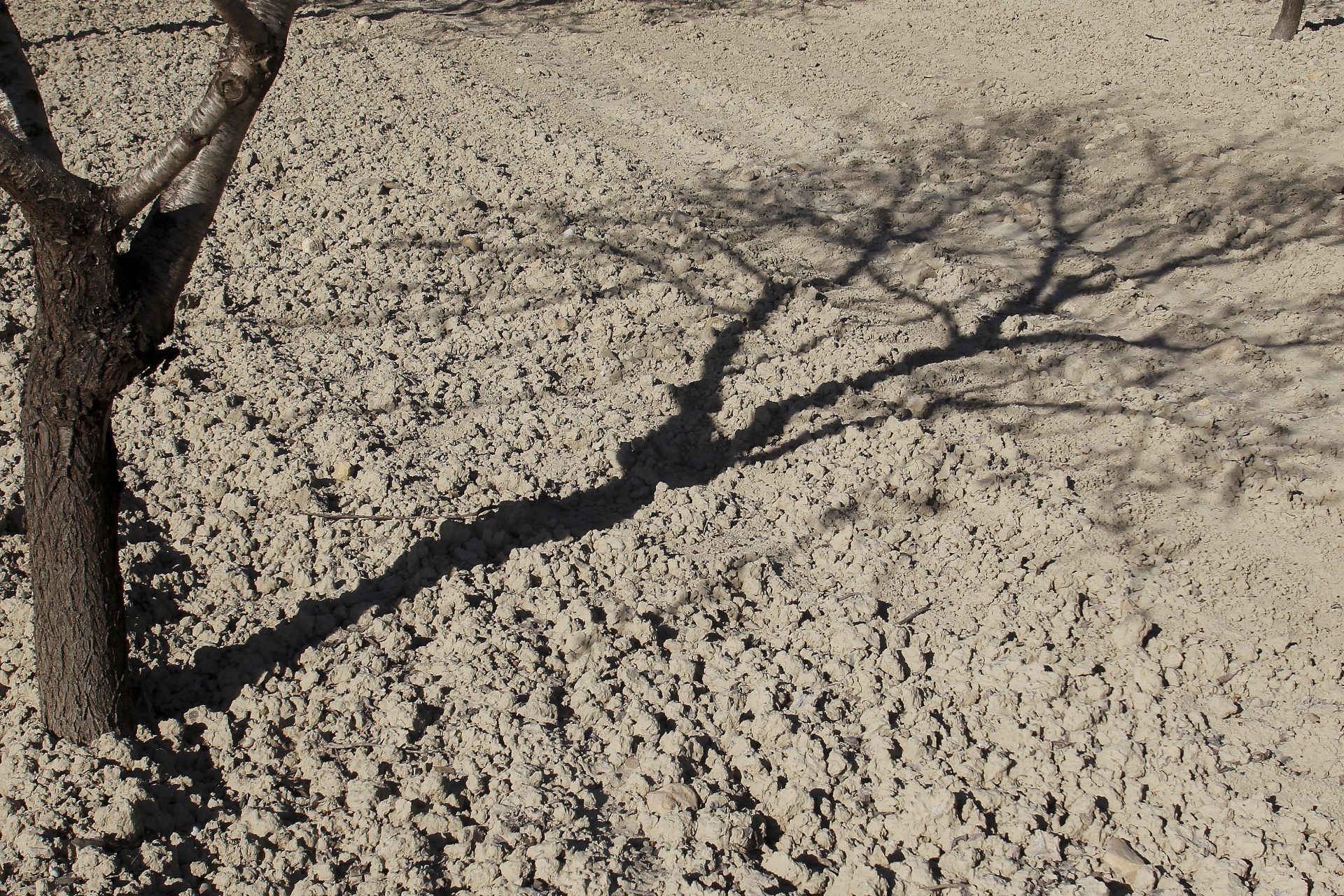 Detalle de la sombra de un almendro sobre el suelo seco de un campo. EFE/Morell
