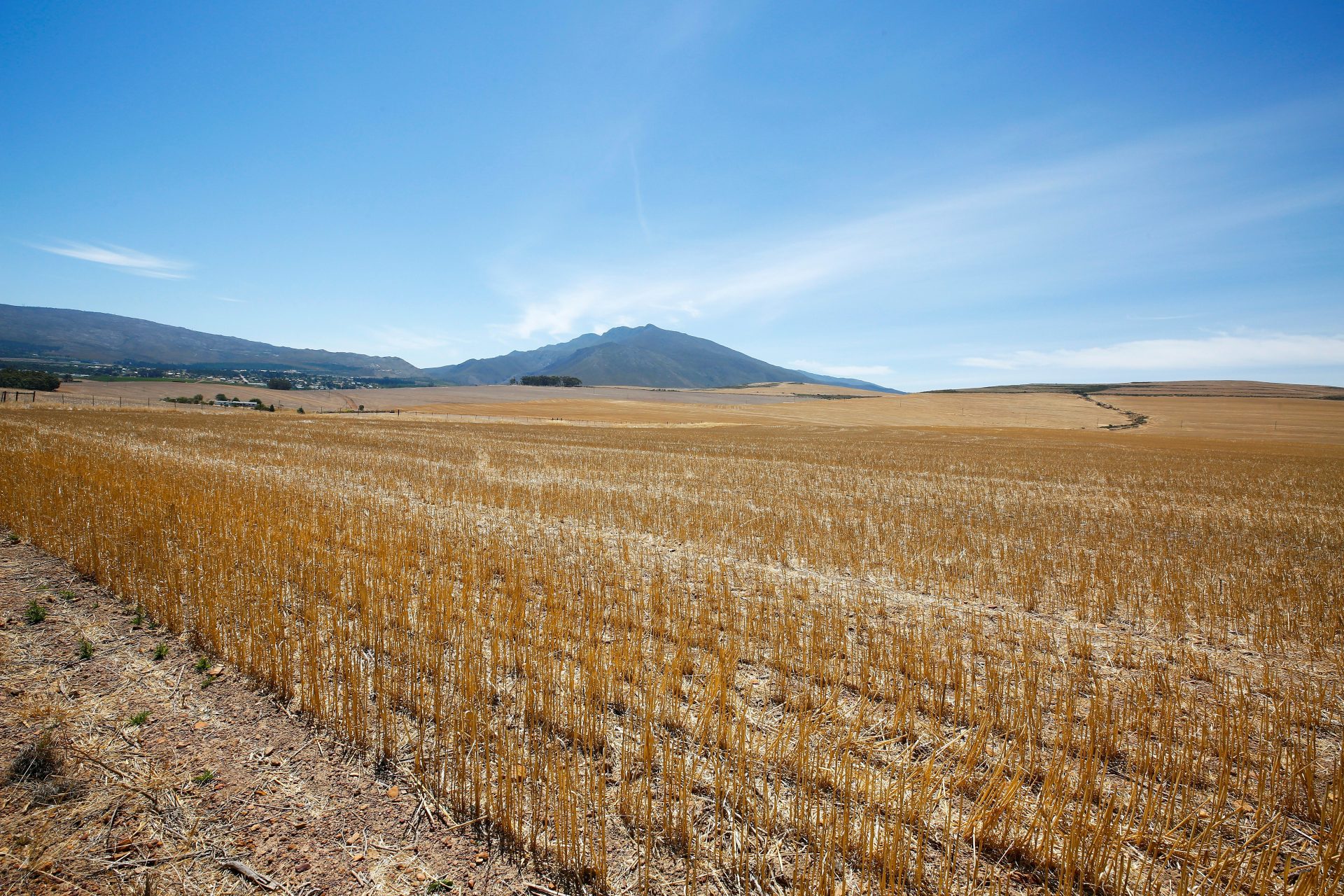 epa06418845 A general view of a dried out wheat field in the Overberg, South Africa, 05 January 2018. The Western Cape is in the midst of the worst drought in decades with level six water restrictions in place in Cape Town since 01 January 2018. Many Capetonians fearing day zero where the taps are expected to run dry as the city does all it can to encourage water saving. EPA/NIC BOTHMA