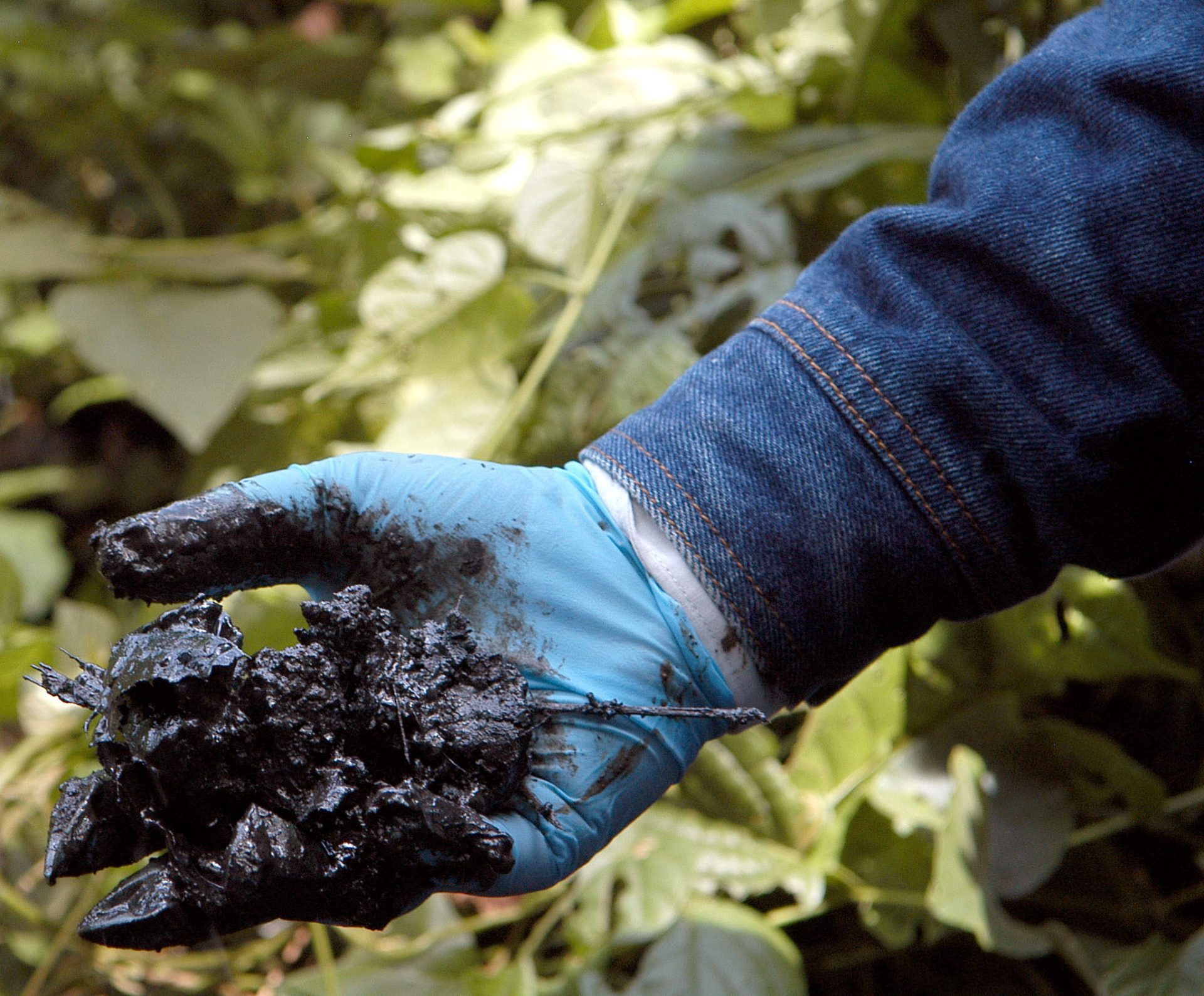 QUI12 - SAN CARLOS (ECUADOR), 08/03/06.- El ingeniero ecuatoriano Fausto Peñafiel muestra un puñado de tierra contaminada con petróleo que fuera extraída a un metro de profundidad hoy, miércoles 8 de marzo, durante una inspección judicial en el marco de un proceso iniciado por representantes de 30.000 habitantes de la Amazonia que demandan a la empresa Texaco, ahora Chevron-Texaco, en la población de San Carlos, en la provincia amazónica ecuatoriana de Orellana, a unos 200 kilómetros al este de la capital. EFE/Guillermo Legaria