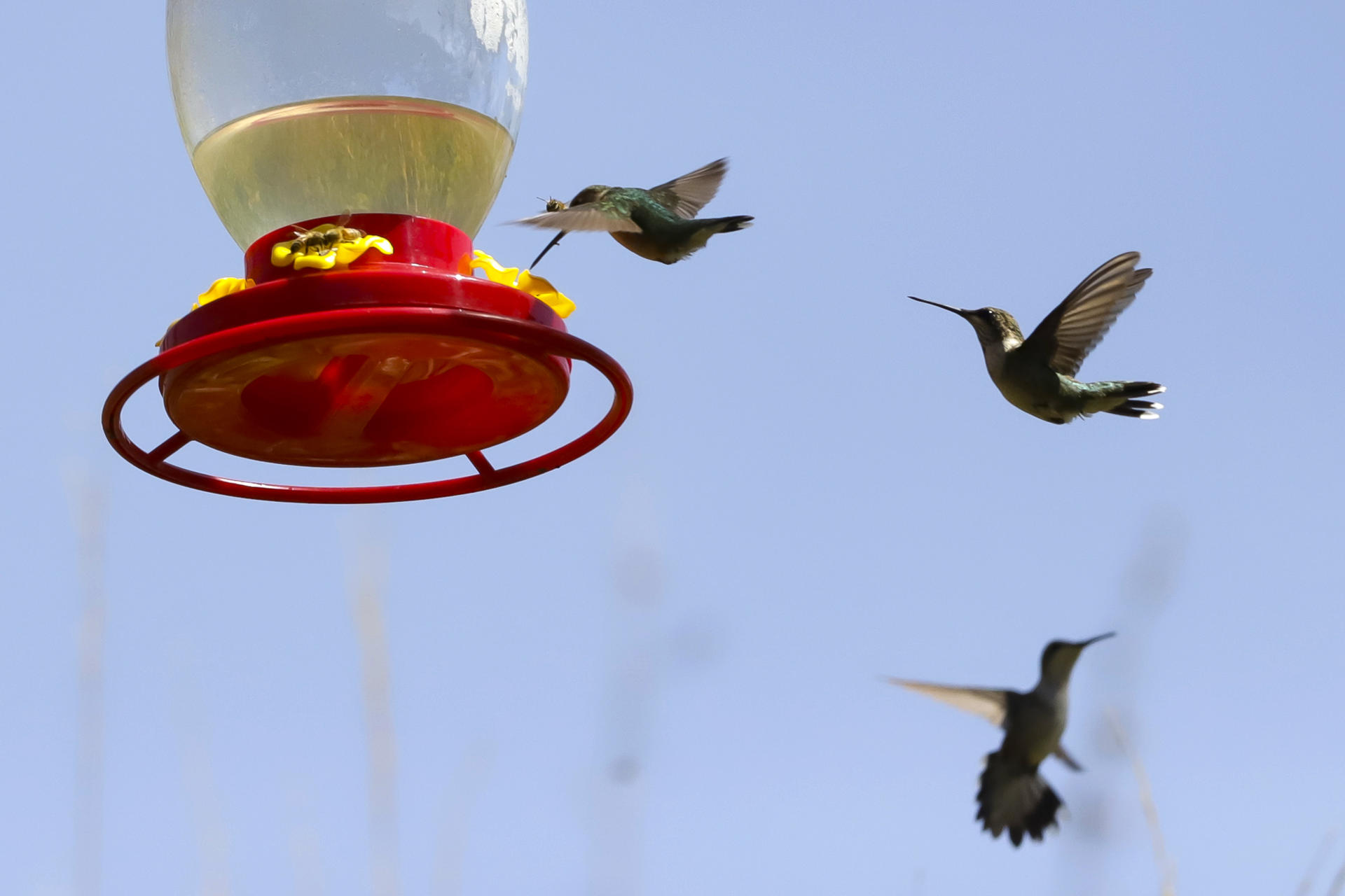 MEX5125. SANTA RITA TLAHUAPAN (MÉXICO), 26/12/2023.- Colibríes vuelan cerca de un bebedero al interior del ‘Santuario del colibrí’, el 23 de diciembre de 2023, en la comunidad de San Francisco La Unión en el municipio de Santa Rita Tlahuapan, Puebla (México). El ‘Santuario del colibrí’, un refugio que alberga 27 variedades diferentes de esta ave abrió en Puebla, estado del centro de México, para proteger a este animal de los peligros que enfrenta. El centro, ubicado en la comunidad de San Francisco La Unión, puede prevenir que cacen a esta especie de manera furtiva, según explicó este martes a EFE Ángel Díaz, creador de la Fundación Picnic Colibrí. EFE/ Hilda Ríos