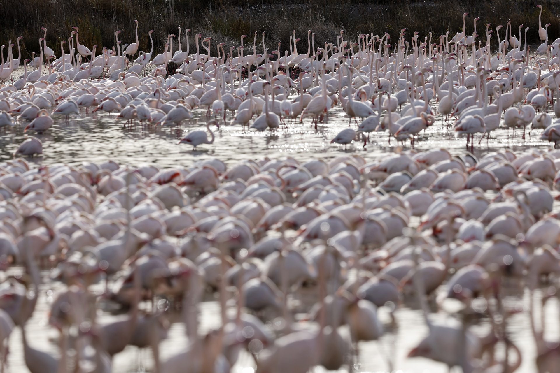 Vista general de la colonia de flamencos comunes (Phoenicopterus roseus) que se pueden ver estos días en la zona de reserva del Racó de l’Olla del Parc Natural de l’Albufera. EFE/Kai Försterling