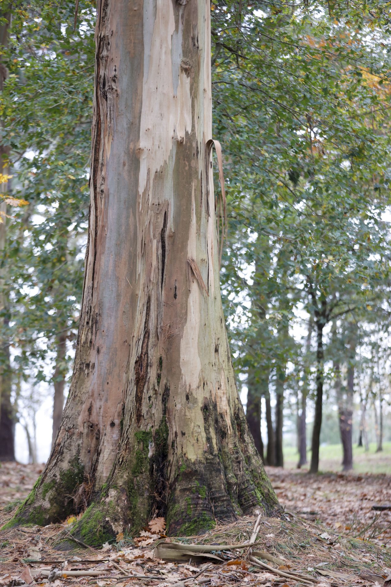 Idean usar papel para controlar el rebrote del eucalipto en lugar de herbicida o plástico. EFE/Luis Tejido