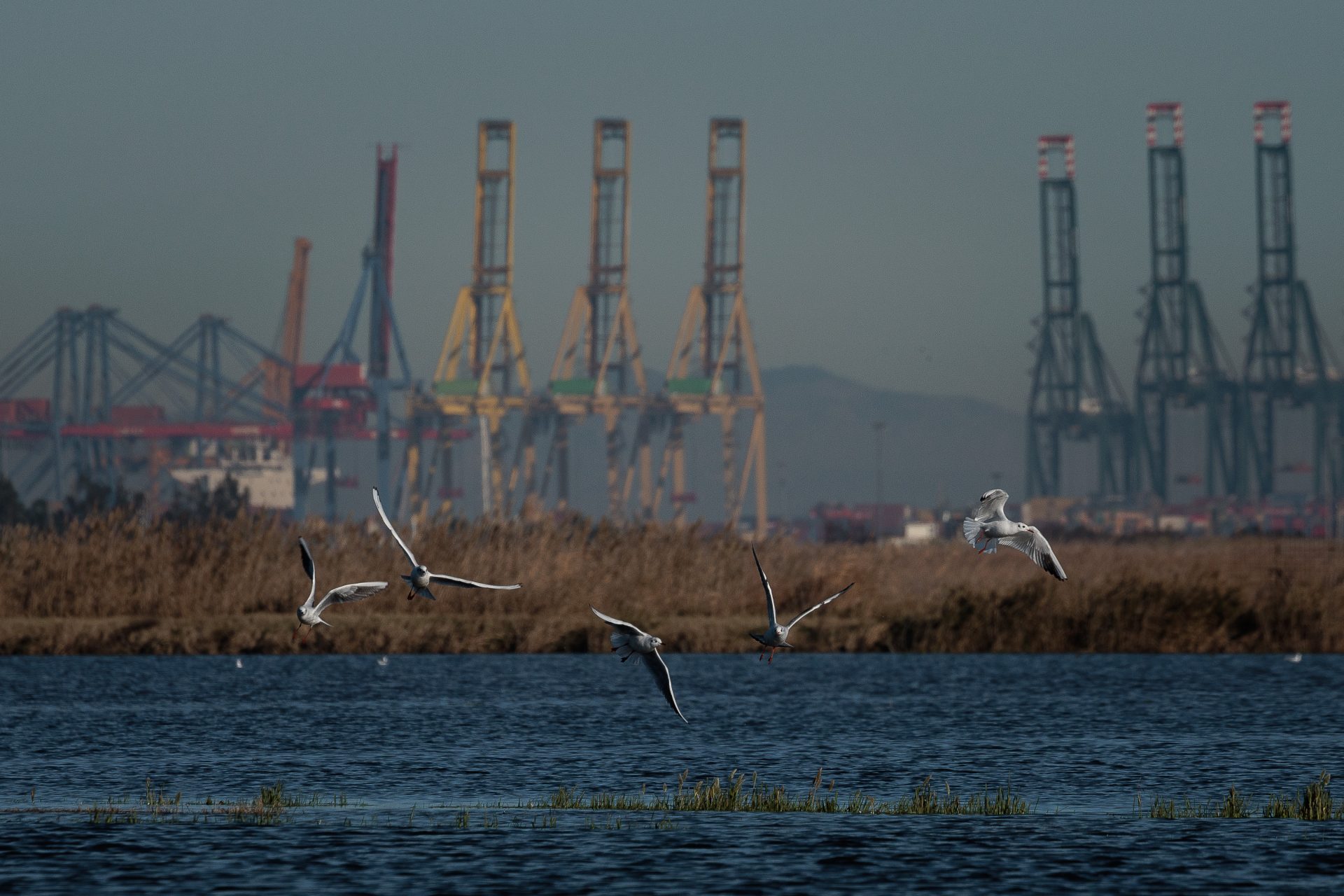 En la imagen, vista general del puerto de Valencia desde el lago de la Albufera. EFE/ Biel Aliño 