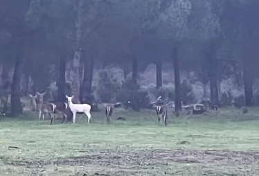 Ciervo albino avistado en Doñana. Captura vídeo © Huelva Hoy