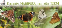 Cedida por Asociación Española para la Protección de las Mariposas y su Medio (ZERYNTHIA)