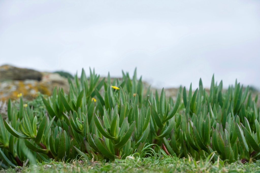 GRAF1407. MENORCA, 13/03/2018.- Las brigadas del departamento de Medio Ambiente del Consell de Menorca han retirado desde el inicio del año pasado 39.755 kilos de especies vegetales invasoras en 31 intervenciones en 15 localizaciones en la zona norte de la isla. Las actuaciones se han centrado en la retirada de la planta Carpobrotus edulis, conocida como "patata frita", procedente del sur de África y que tiene un gran impacto sobre las especies de la flora autóctona. En la imagen, detalle del Carpobrotus en los acantilados del norte de Menorca. EFE/DAVID ARQUIMBAU