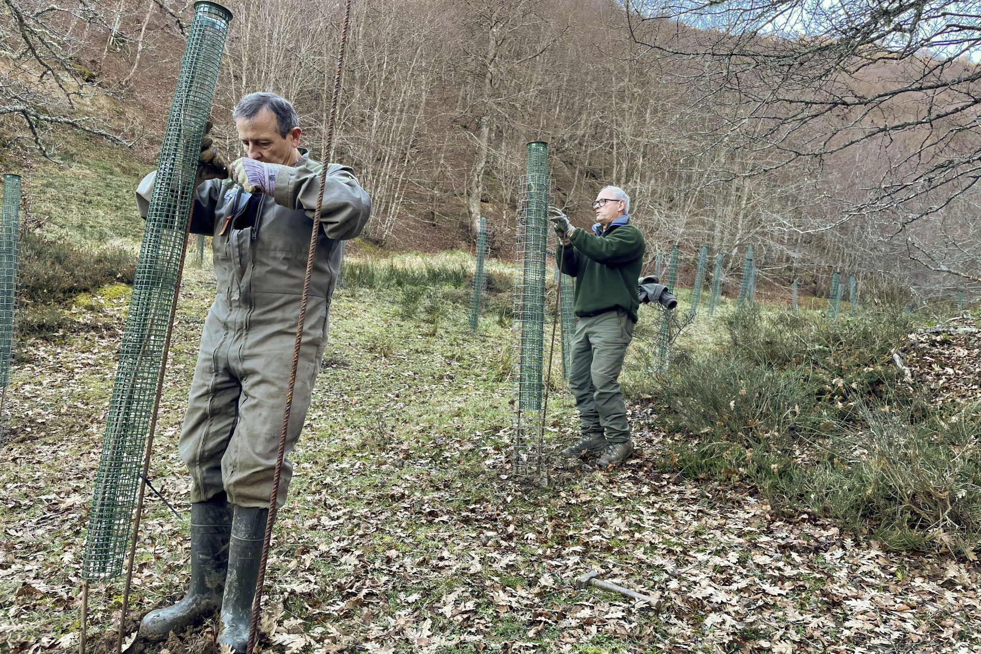 POLACIONES, 29/01/2024.- Con el objetivo de mejorar el hábitat del oso pardo en la Cordillera Cantábrica y evitar que esta especie se pasee por los pueblos, el Fondo para la Protección de los Animales Salvajes (Fapas) está estableciendo pequeñas plantaciones de frutales en el monte, un auténtico bufé libre, de comida "gourmet", para los úrsidos. "Durante los últimos años, el proceso de expansión del oso, que todos aplaudimos, nos está generando también unos inconvenientes", explica a EFE el director honorario de Fapas, Roberto Hartasánchez, en la primera zona donde se está plantando, los alrededores del municipio cántabro de (Cantabria). EFE/Pablo Ayerbe Caselles